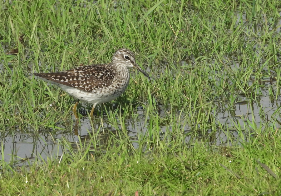 Tringa graleola Wood Sandpiper Bosruiter